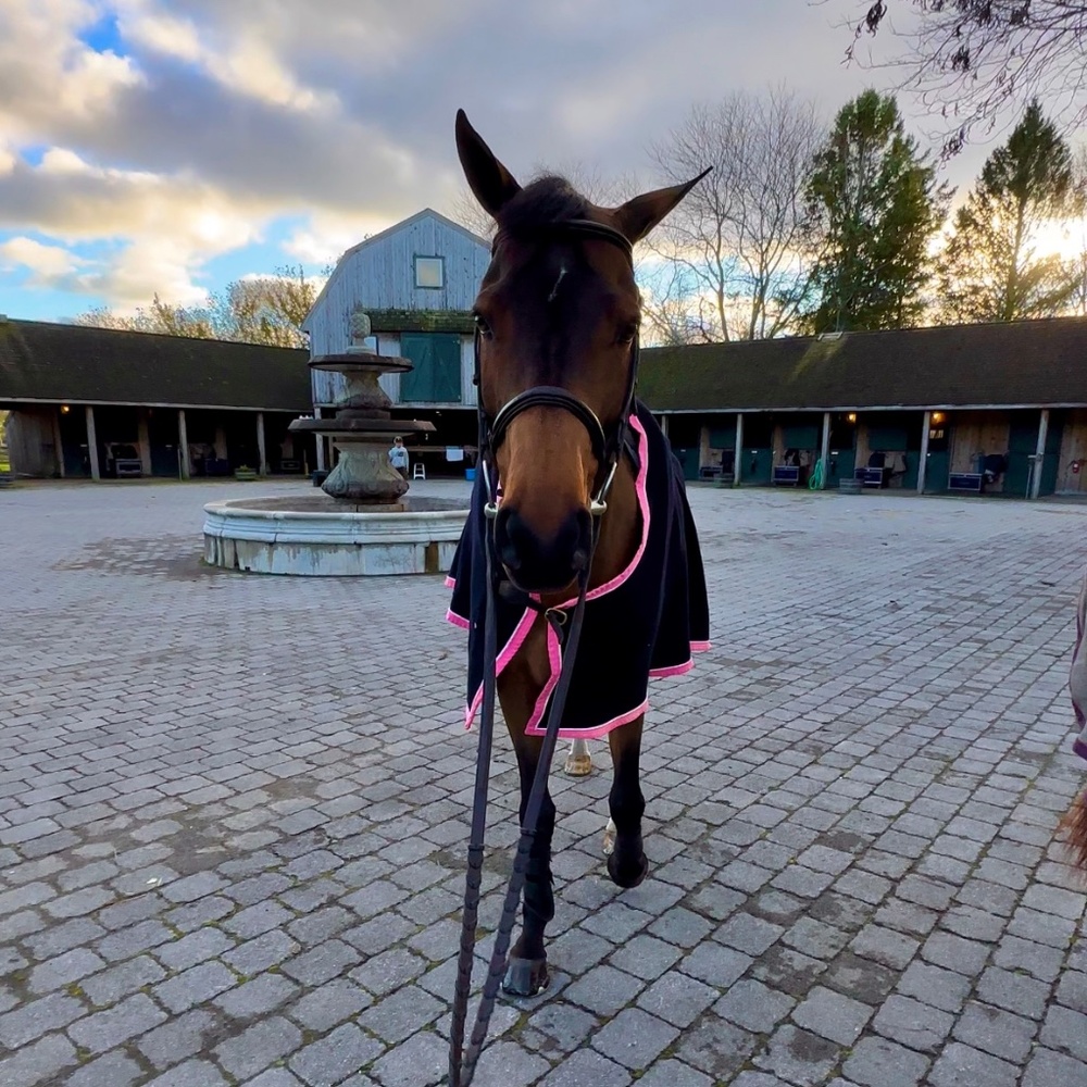 Meet your Posher, Sadie